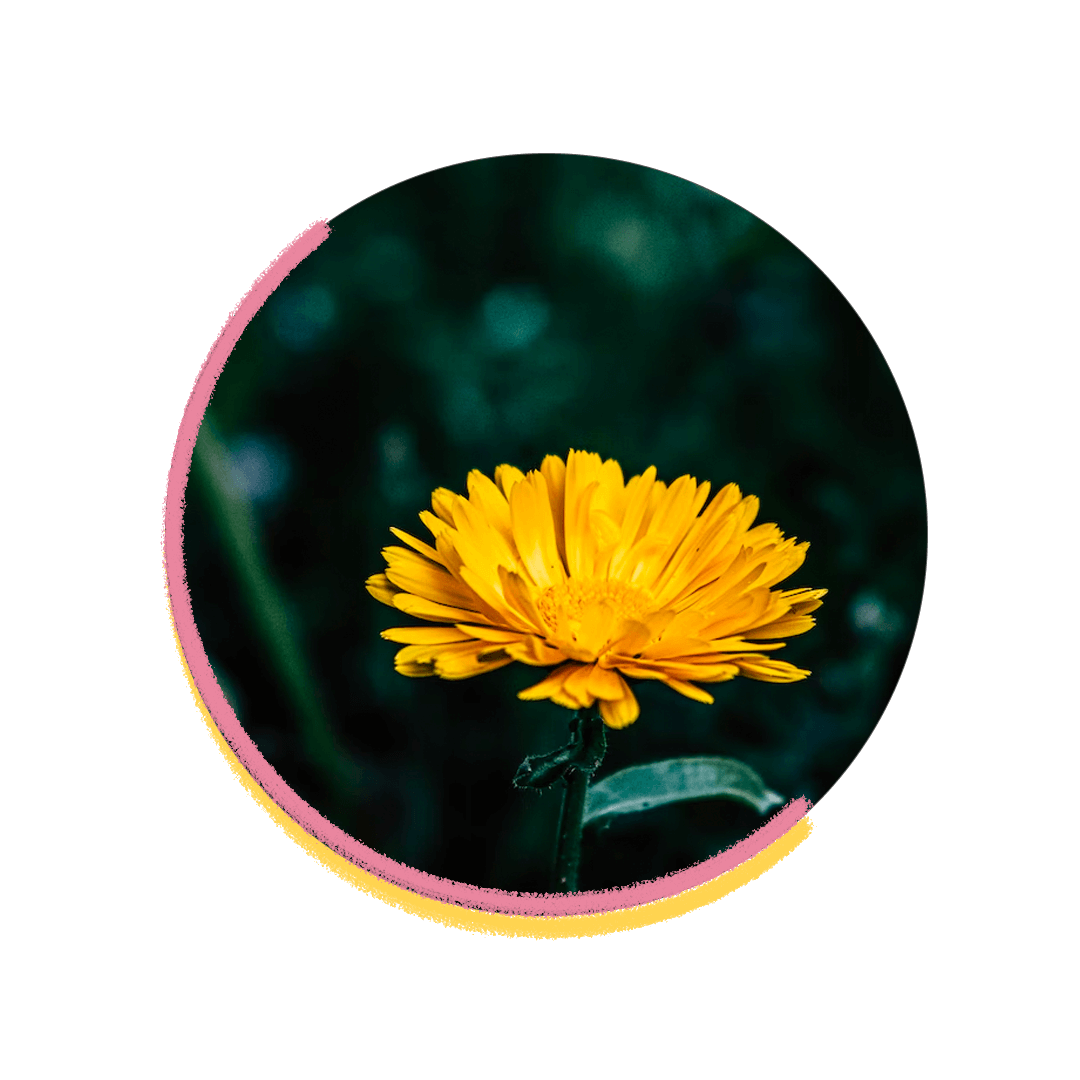 Yellow dandelion.