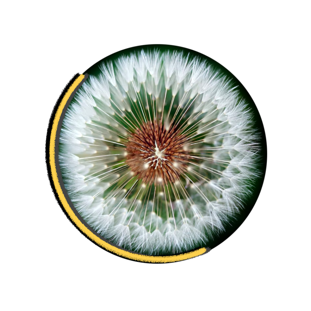 Overhead view of a dandelion.