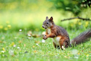 Close-up of a curious European red squirrel standing on grassy meadow in spring.